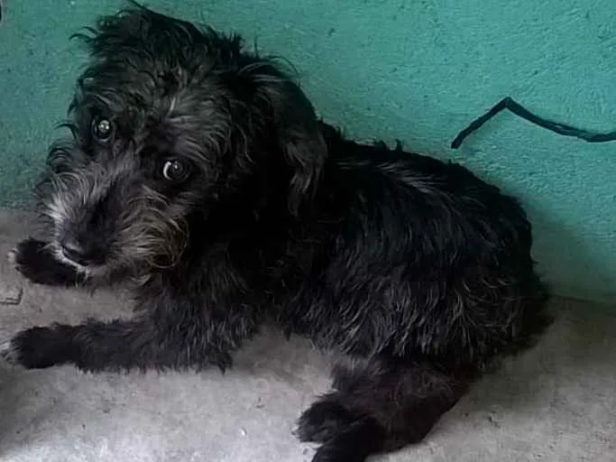 Cachorro ra a srd idade 7 a 11 meses nome sofhy