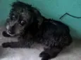 sofhy