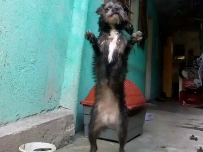 Cachorro ra a srd idade 7 a 11 meses nome sofhy