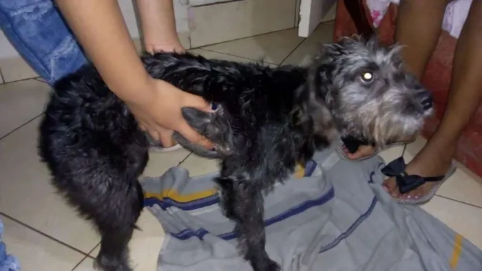 Cachorro ra a srd idade 7 a 11 meses nome sofhy