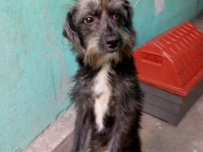 Cachorro ra a srd idade 7 a 11 meses nome sofhy