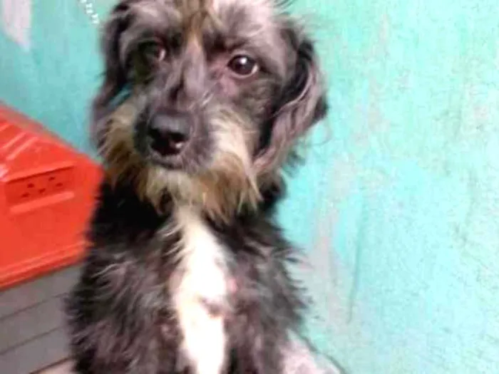 Cachorro ra a srd idade 7 a 11 meses nome sofhy