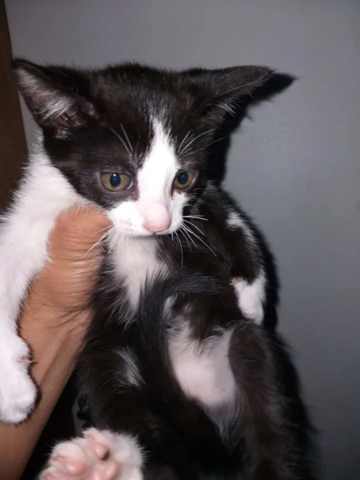 Gato ra a Siamês comum  idade 2 a 6 meses nome Manhado 
