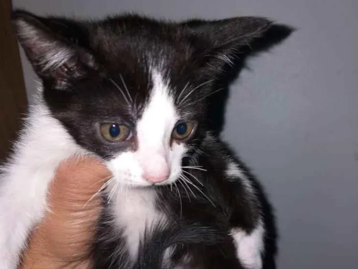 Gato ra a Siamês comum  idade 2 a 6 meses nome Manhado 