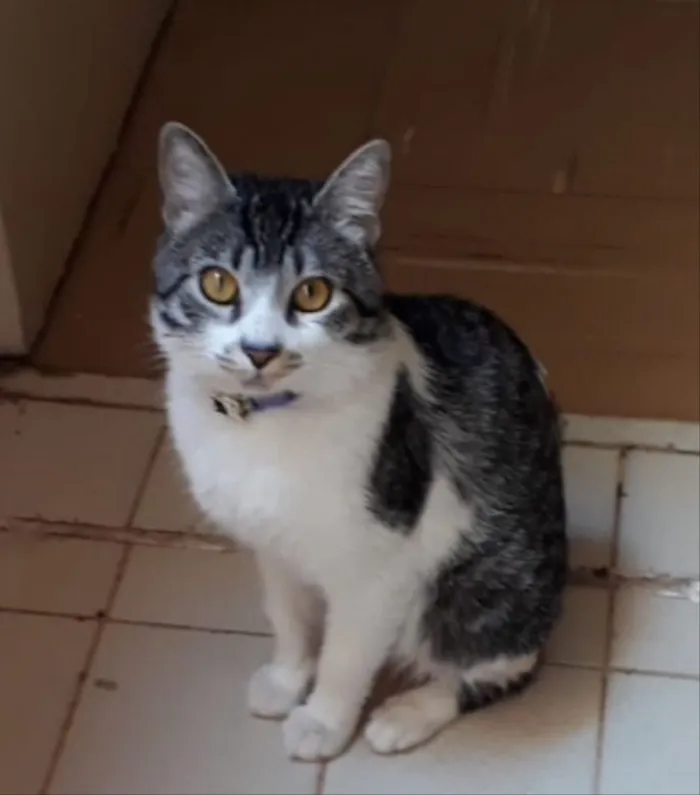 Gato ra a SRD idade 3 anos nome Milo 