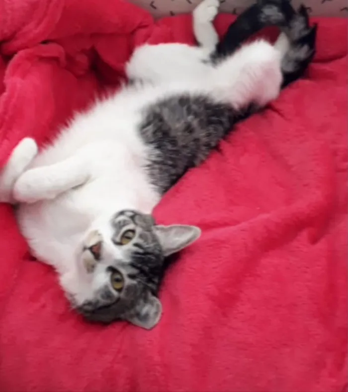Gato ra a SRD idade 3 anos nome Milo 