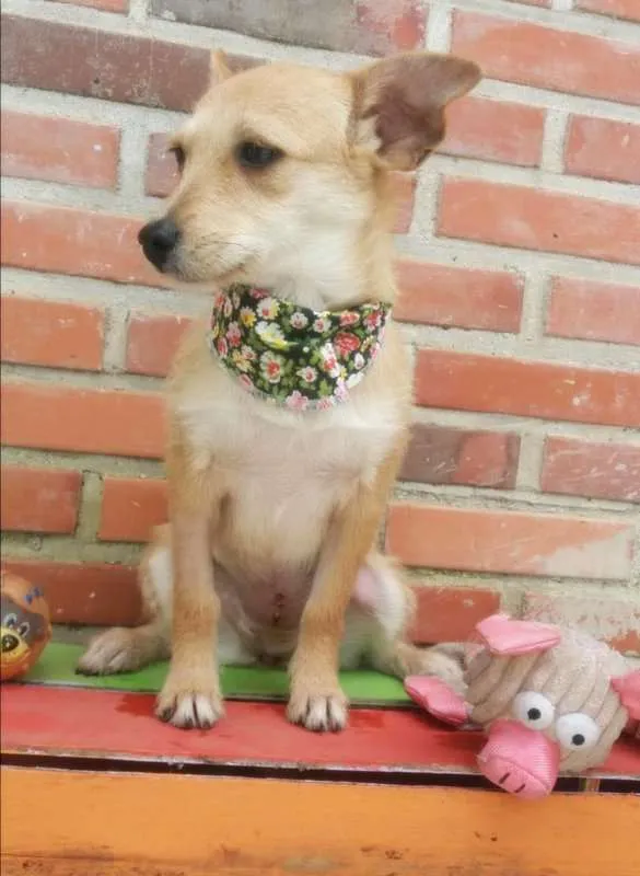 Cachorro ra a srd idade 7 a 11 meses nome Cindy