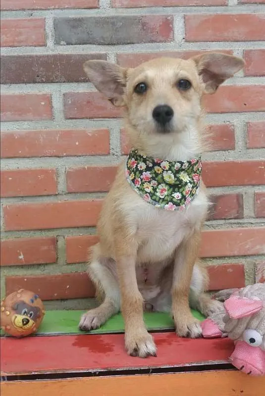 Cachorro ra a srd idade 7 a 11 meses nome Cindy