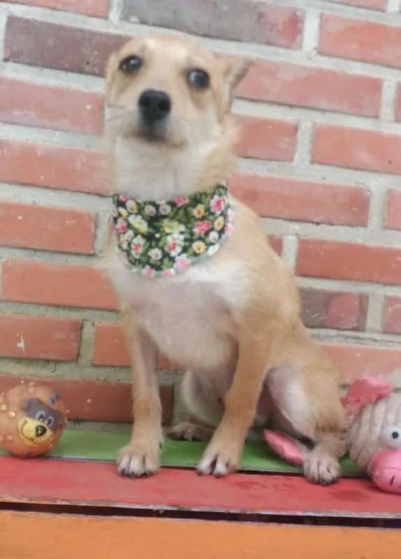 Cachorro ra a srd idade 7 a 11 meses nome Cindy