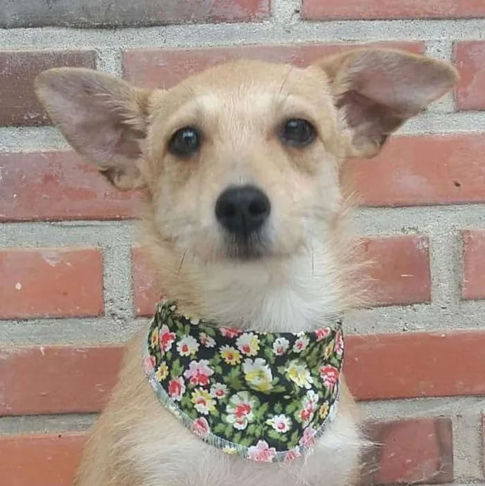 Cachorro ra a srd idade 7 a 11 meses nome Cindy