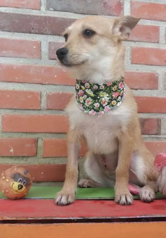 Cachorro ra a srd idade 7 a 11 meses nome Cindy