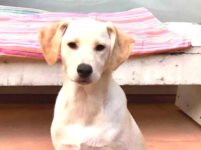 Cachorro ra a SRD idade 2 a 6 meses nome Max