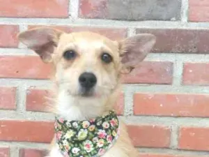Cachorro raça srd idade 7 a 11 meses nome Cindy