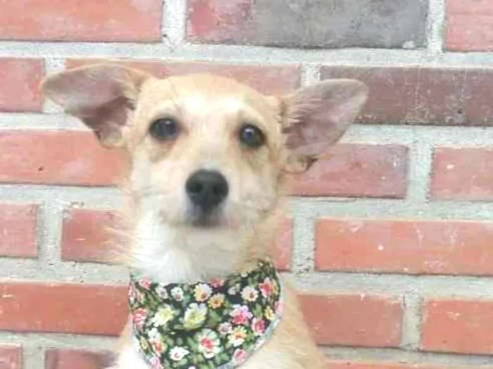 Cachorro ra a srd idade 7 a 11 meses nome Cindy