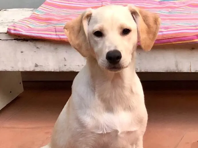Cachorro ra a SRD idade 2 a 6 meses nome Max