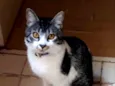Milo 