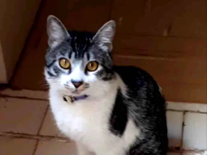 Gato ra a SRD idade 3 anos nome Milo 