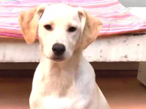Cachorro raça SRD idade 2 a 6 meses nome Max