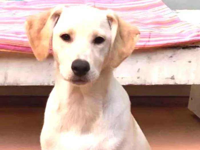 Cachorro ra a SRD idade 2 a 6 meses nome Max