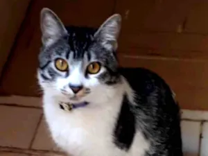 Gato raça SRD idade 3 anos nome Milo 