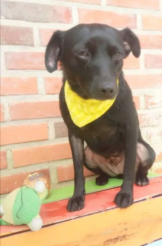 Cachorro ra a srd idade 5 anos nome Iza