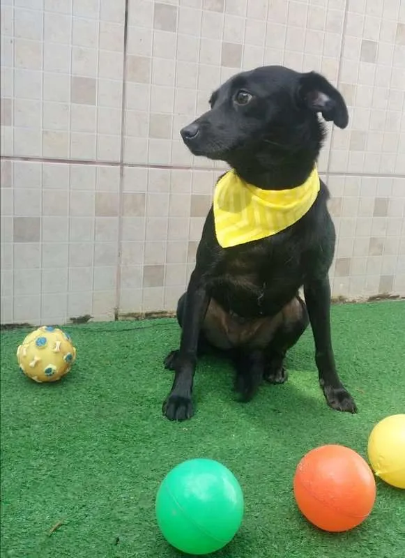 Cachorro ra a srd idade 5 anos nome Iza