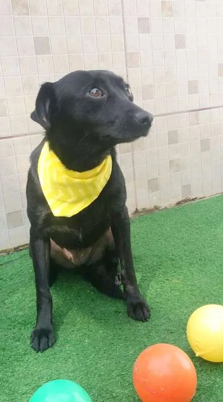 Cachorro ra a srd idade 5 anos nome Iza