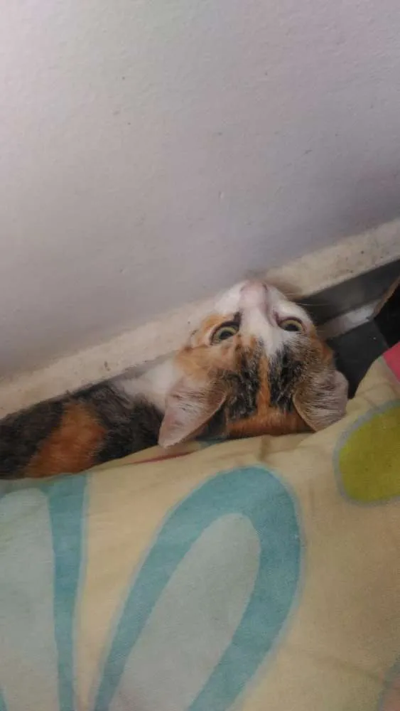 Gato ra a Não sei a raça idade 2 a 6 meses nome Joulie