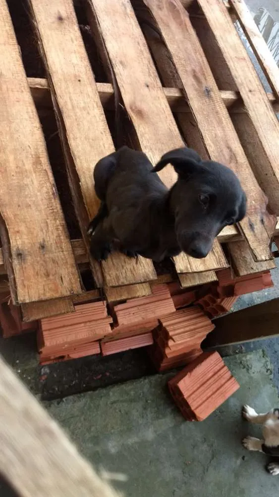 Cachorro ra a Viralata idade 2 a 6 meses nome Não tem.