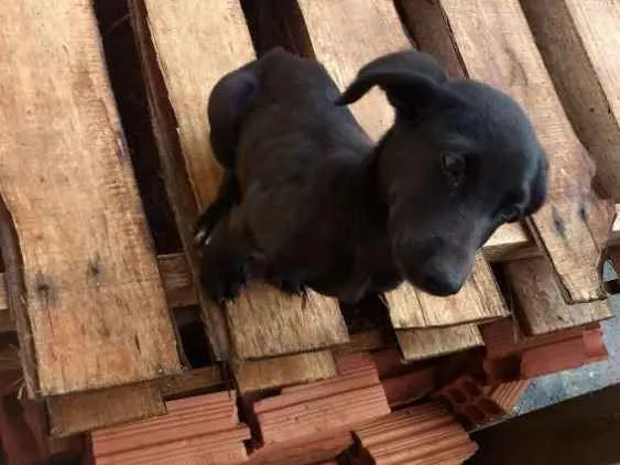 Cachorro ra a Viralata idade 2 a 6 meses nome Não tem.