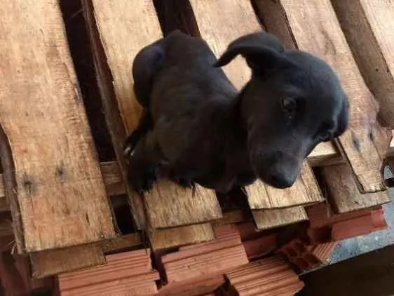 Cachorro ra a Viralata idade 2 a 6 meses nome Não tem.