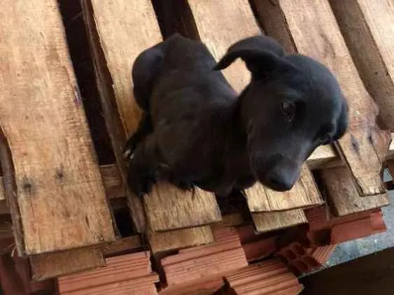Cachorro ra a Viralata idade 2 a 6 meses nome Não tem.