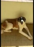 Kiara
