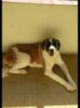 Kiara
