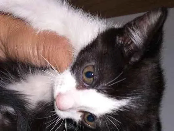 Gato ra a Siamês comum  idade 2 a 6 meses nome Manhado 