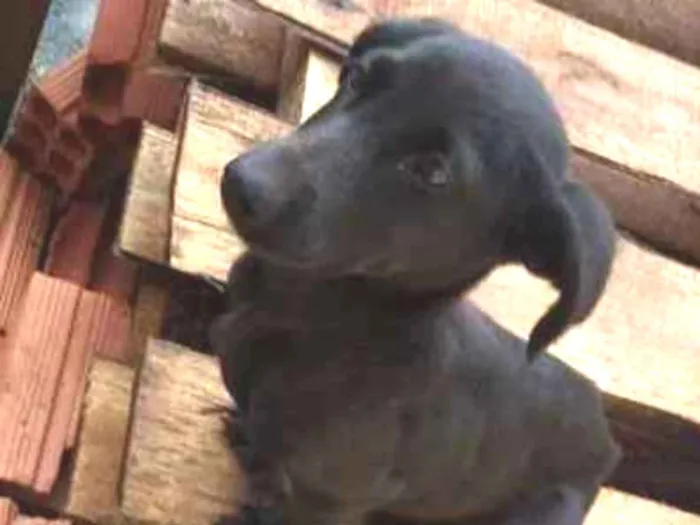 Cachorro ra a Viralata idade 2 a 6 meses nome Não tem.