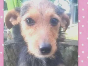 Cachorro raça srd idade 7 a 11 meses nome Julieta