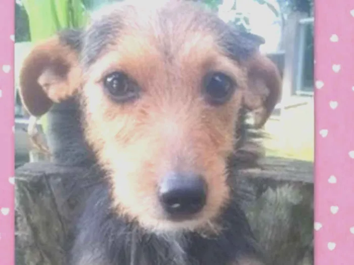 Cachorro ra a srd idade 7 a 11 meses nome Julieta