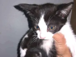 Gato raça Siamês comum  idade 2 a 6 meses nome Manhado 