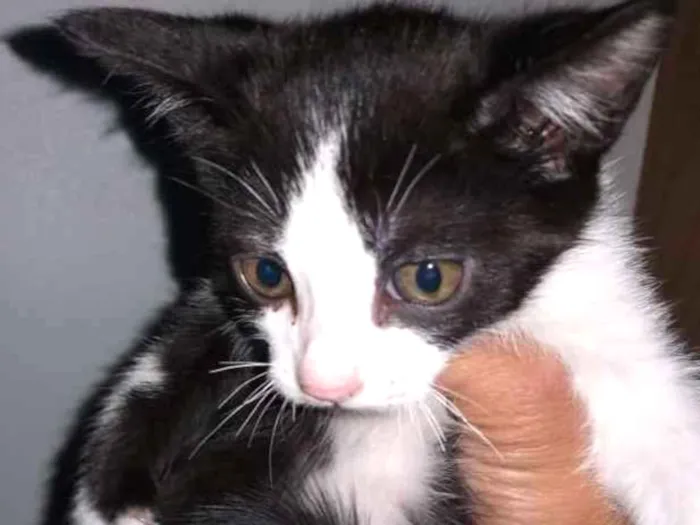 Gato ra a Siamês comum  idade 2 a 6 meses nome Manhado 
