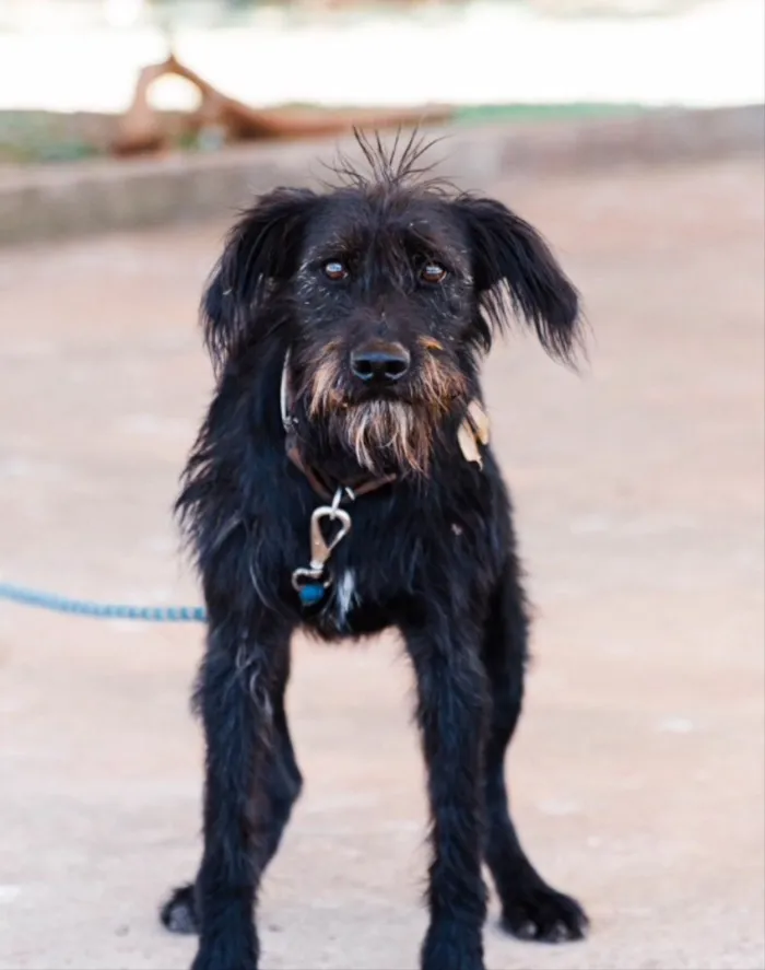 Cachorro ra a Mestiço  idade 7 a 11 meses nome Snoopy 