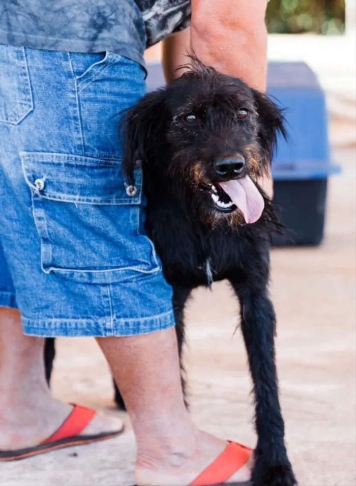 Cachorro ra a Mestiço  idade 7 a 11 meses nome Snoopy 