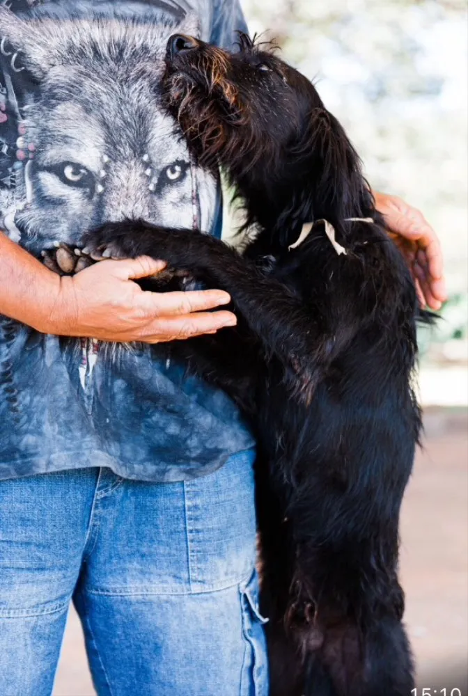 Cachorro ra a Mestiço  idade 7 a 11 meses nome Snoopy 