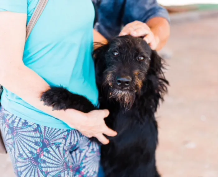 Cachorro ra a Mestiço  idade 7 a 11 meses nome Snoopy 