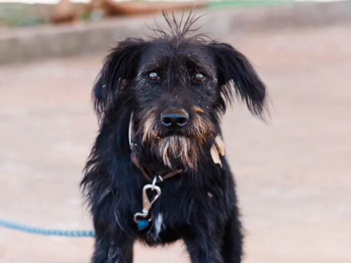 Cachorro ra a Mestiço  idade 7 a 11 meses nome Snoopy 