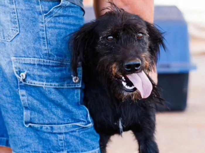 Cachorro ra a Mestiço  idade 7 a 11 meses nome Snoopy 