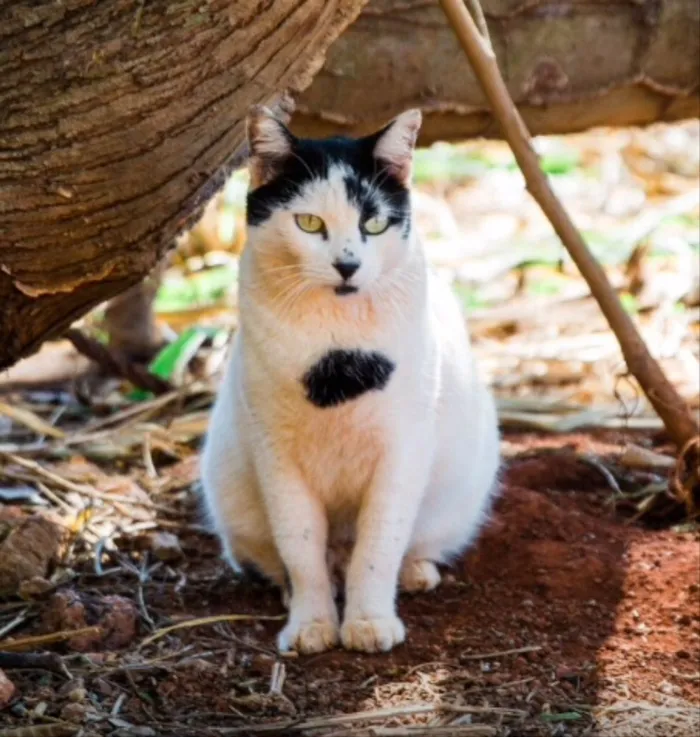 Gato ra a SRD  idade 1 ano nome Bolinha 