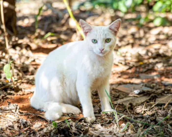 Gato ra a SRD  idade 1 ano nome Omo 