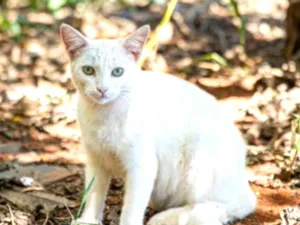 Gato raça SRD  idade 1 ano nome Omo 