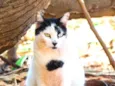 Bolinha 